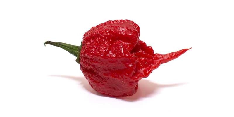Loại ớt nóng nhất thế giới- Carolina Reaper