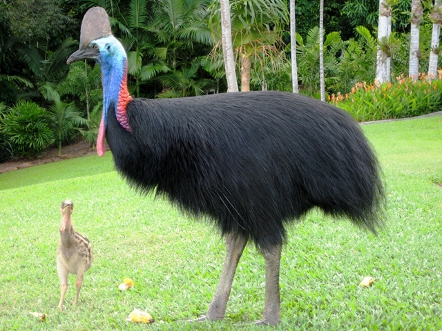 Phụ nữ Úc thường dùng mỡ chim emu để đắp mặt