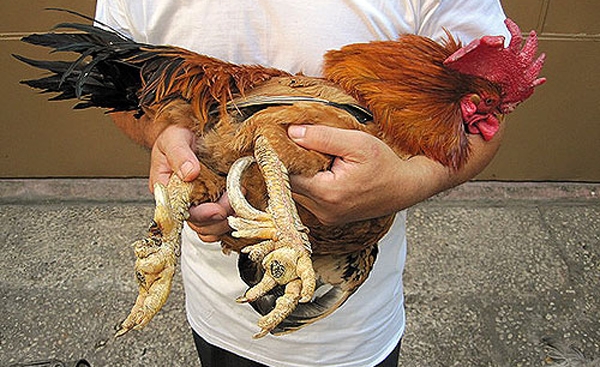 Từ lâu, gà chín cựa đã được biết đến là một giống gà quý hiếm của Việt Nam.